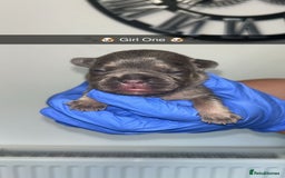 French Bulldog dogs for sale: Two Beautiful Girl French Bulldogs  - Image 2