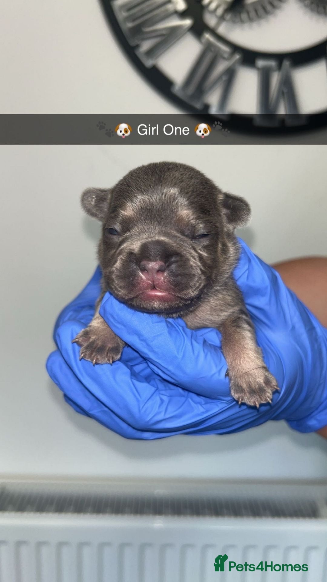 French Bulldog dogs for sale: Two Beautiful Girl French Bulldogs  - Image 2