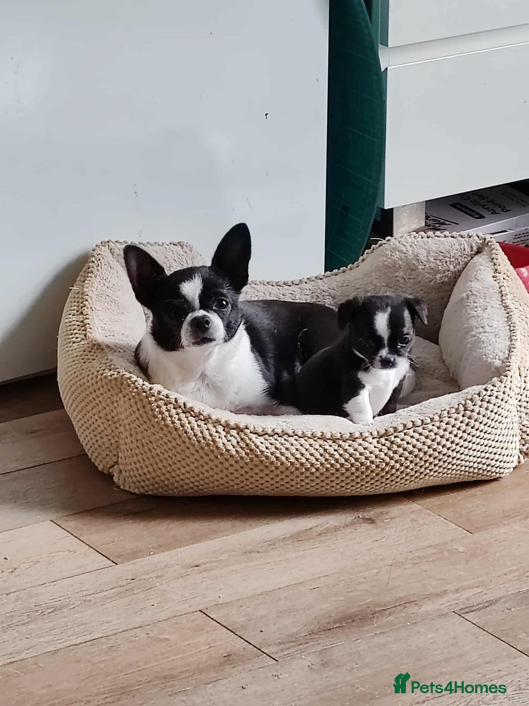 Chihuahua dogs for sale: Two Adorable Male Chihuahua Puppies  - Image 9