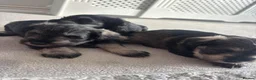 Miniature Schnauzer dogs for sale: Miniature schnauzers in Newark - Advert 18