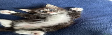 Male black tabby kitten