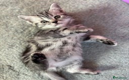 British Shorthair cats for sale: ❤️💙 GORGEOUS SILVER TABBY BSH CHAMPION LINES 💙❤️ - Image 21
