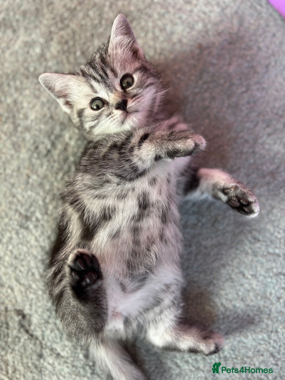 British Shorthair cats for sale: ❤️💙 GORGEOUS SILVER TABBY BSH CHAMPION LINES 💙❤️ - Image 21