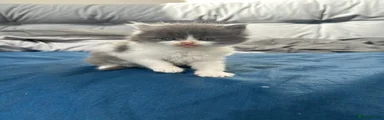 Mixed Breed Kitten 2 : grey and white male