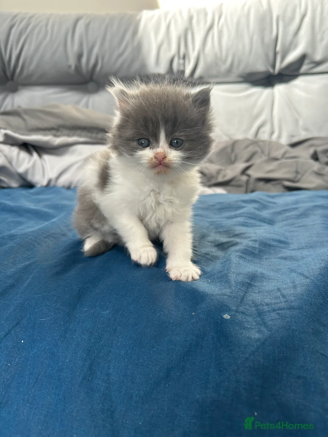 Mixed Breed cats for sale: £400 persian tortoiseshell kittens - Advert 2