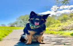 German Shepherd dogs for sale: 11 Beautiful German Shepherd Puppies 😍 - Image 20