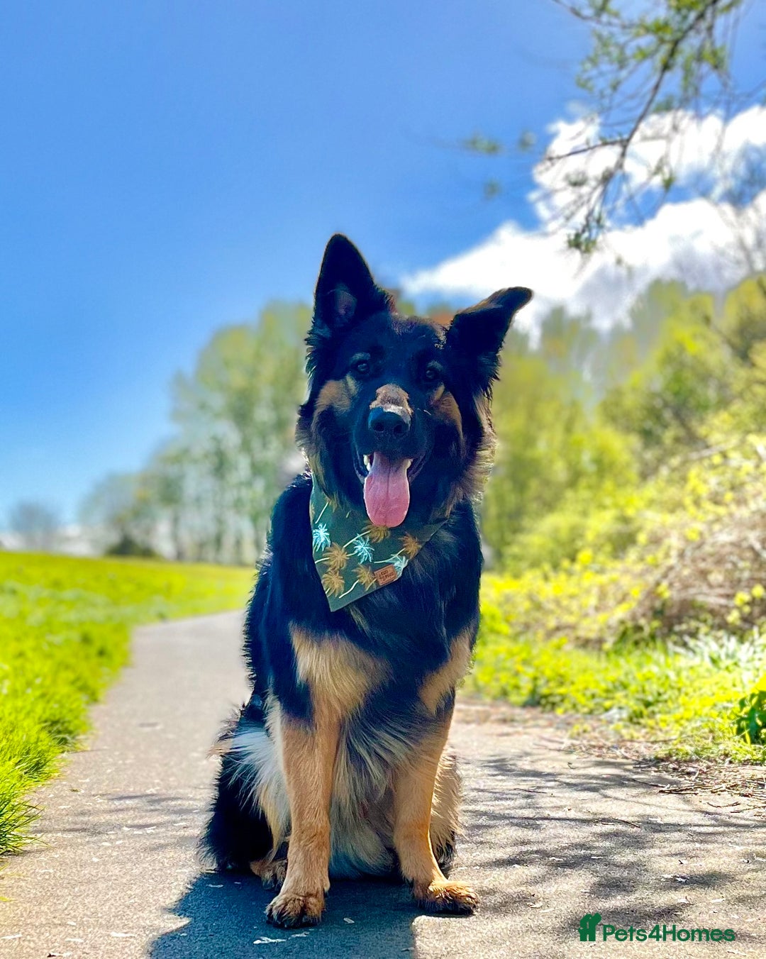German Shepherd dogs for sale: 11 Beautiful German Shepherd Puppies 😍 - Image 20