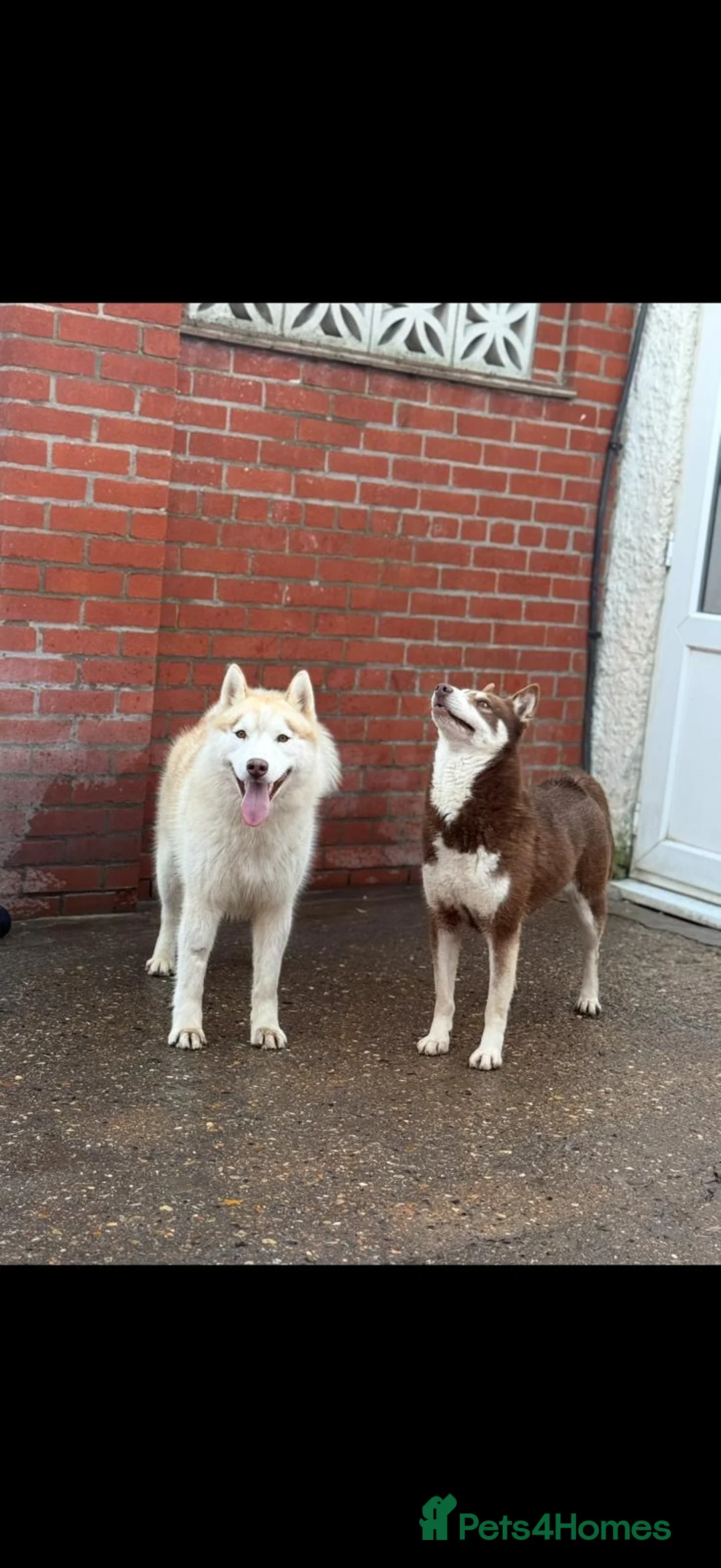 Siberian Husky dogs for sale: ✨Exceptional KC Reg Husky Puppies✨ - Advert 7