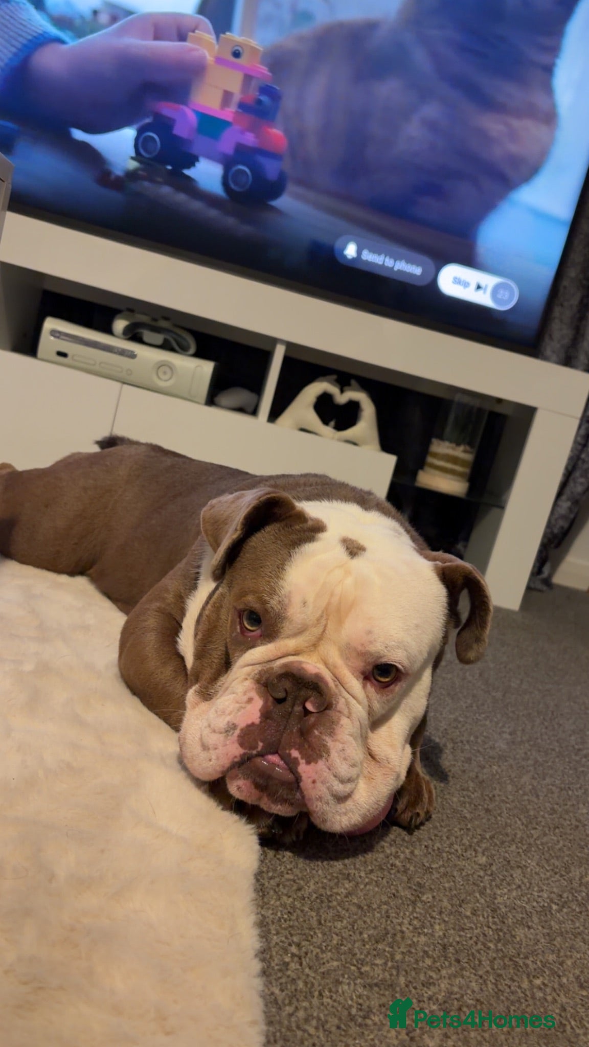 English Bulldog dogs English bulldog  - Advert 3