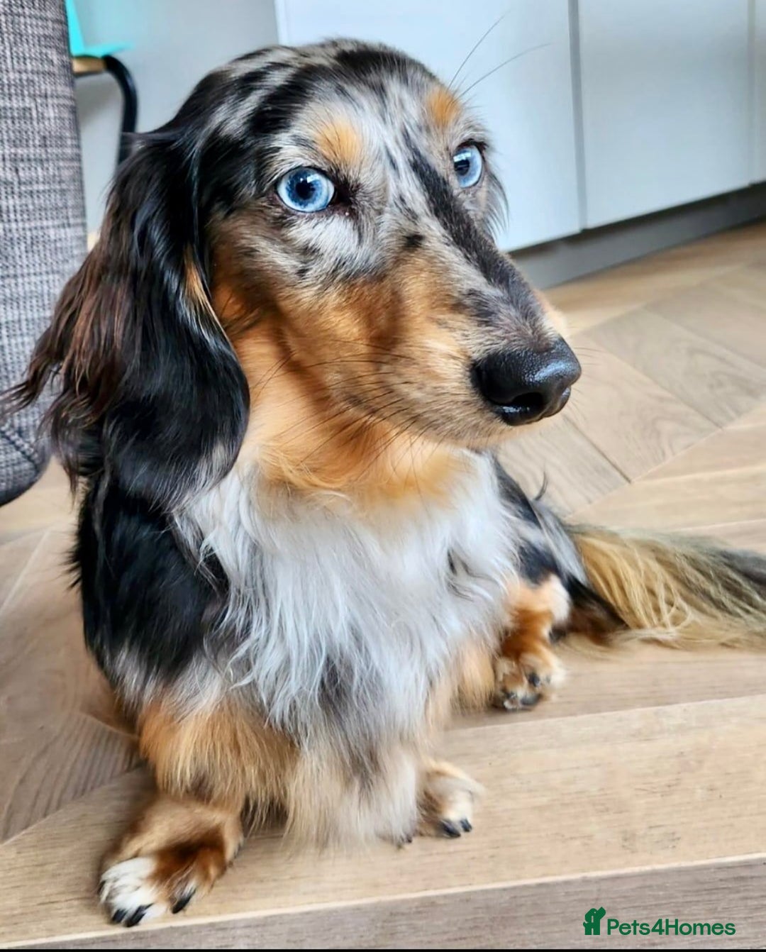 Miniature Dachshund dogs for stud: Stunning KC Reg Long haired Dapple Proven Stud in Hartlepool - Advert 2