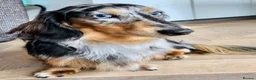 Miniature Dachshund dogs for stud: Stunning KC Reg Long haired Dapple Proven Stud in Hartlepool - Advert 2