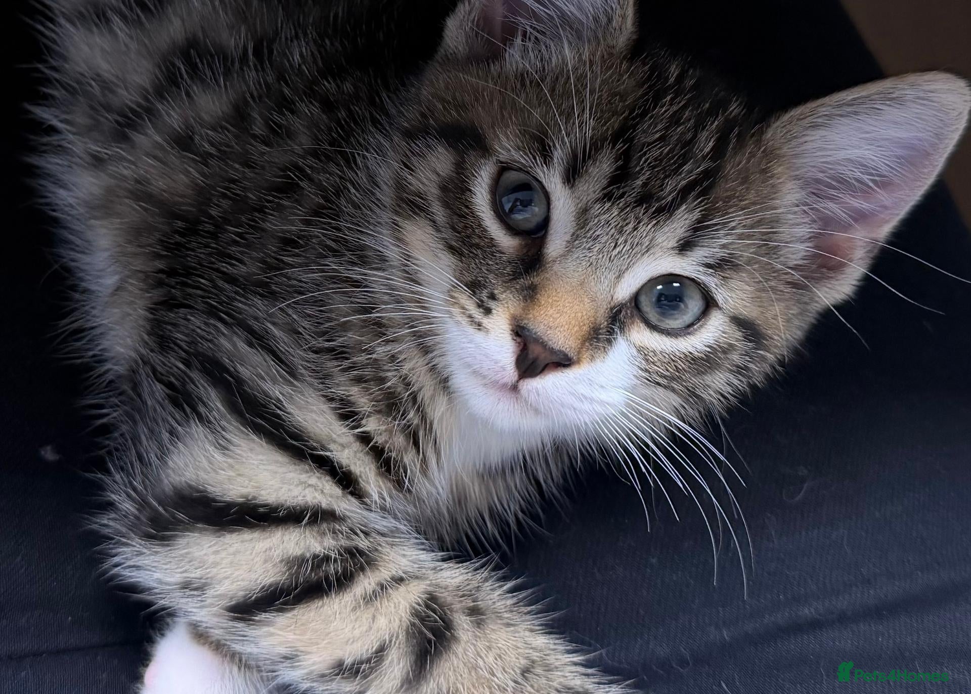 Domestic Shorthair cats Sweet, cuddly kitten looking for a loving home - Advert 2