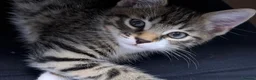 Domestic Shorthair cats for sale: Sweet, cuddly kitten looking for a loving home - Advert 1