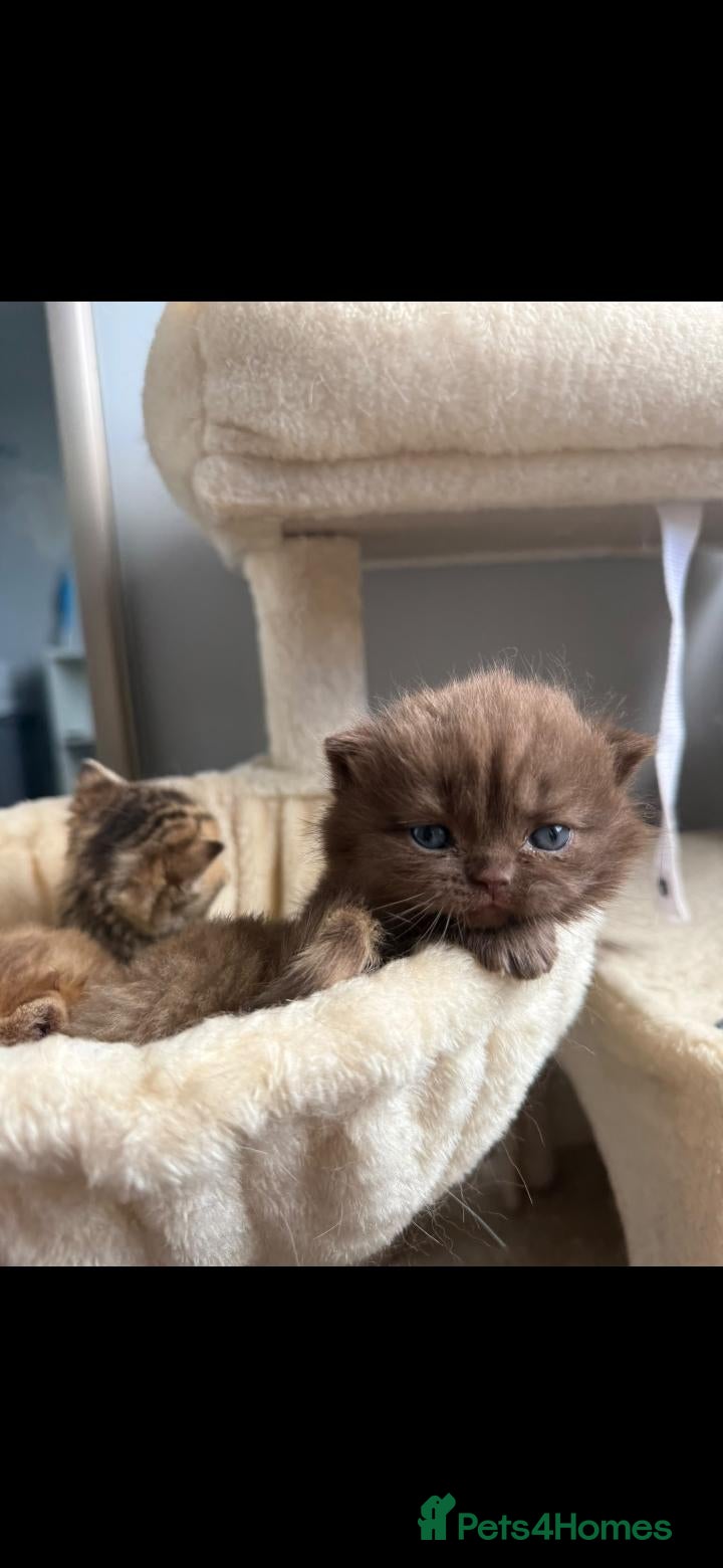 Scottish Fold cats Exceptional litter of Scottish fold/ straight😍😍 - Advert 1