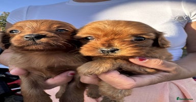 Cavapoo dogs - Advert 2