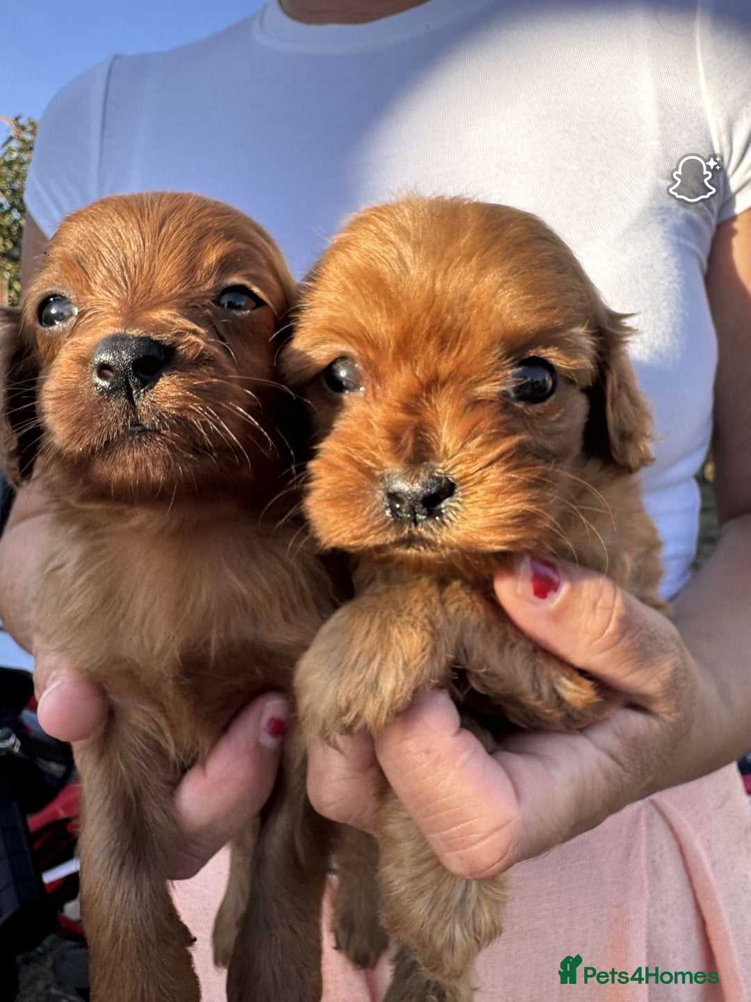 Cavapoo dogs for sale: Beautiful Tiny Cavapoos  - Image 3