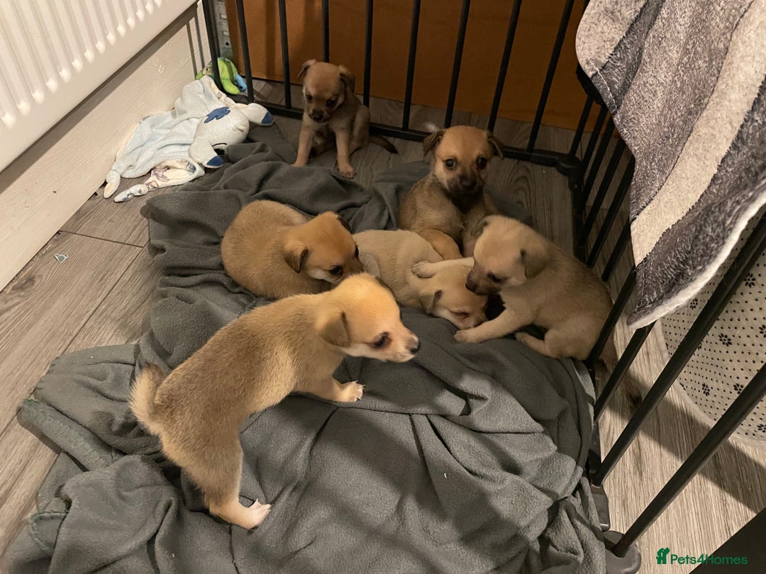 Miniature Pinscher dogs for sale: Miniature pinscher puppys - Advert 6