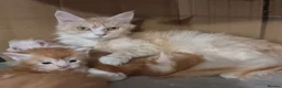 Maine Coon cats for sale: GCCF REGISTERED Pedigree Maine Coon Kittens  - Advert 5