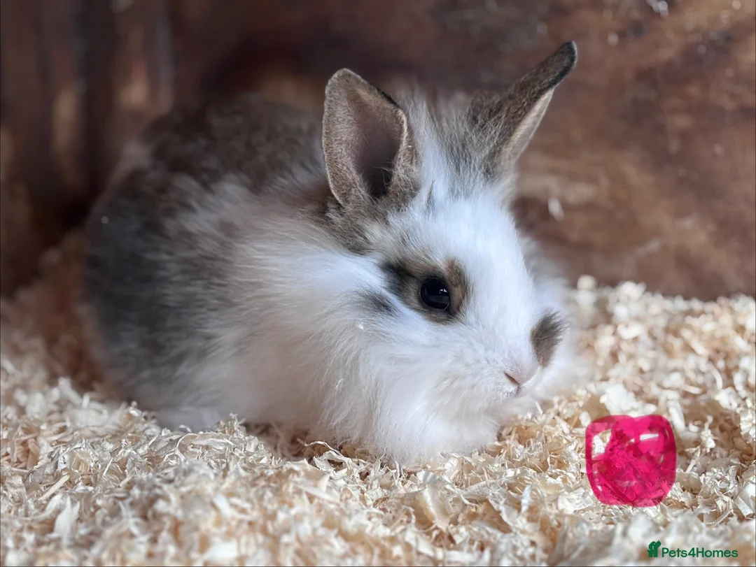 Mixed Breed rabbits for sale: Baby English Spot x Lionhead Rabbits For Sale - Advert 3