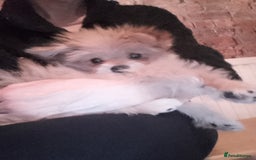 Mixed Breed dogs for sale: Gorgeous super fluffy puppy - Image 2