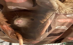Rat rodents for sale: 3 male rats  - Image 2