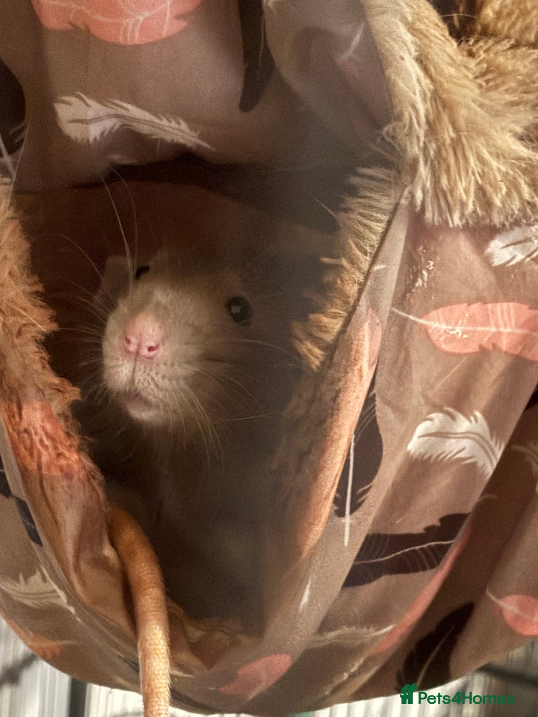 Rat rodents for sale: 3 male rats  - Image 2