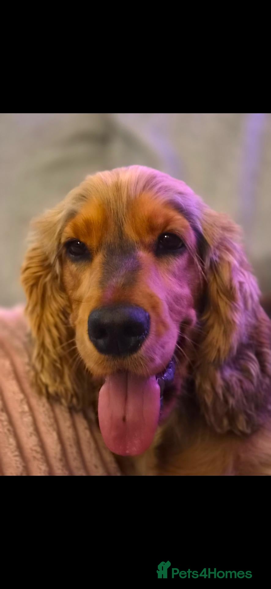 Cocker Spaniel dogs Loving home for Daisy needed  - Advert 10
