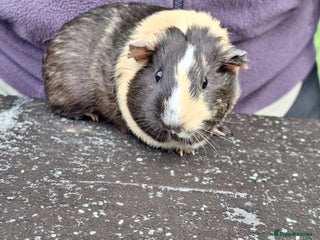 Guinea Pig rodents - Advert 37