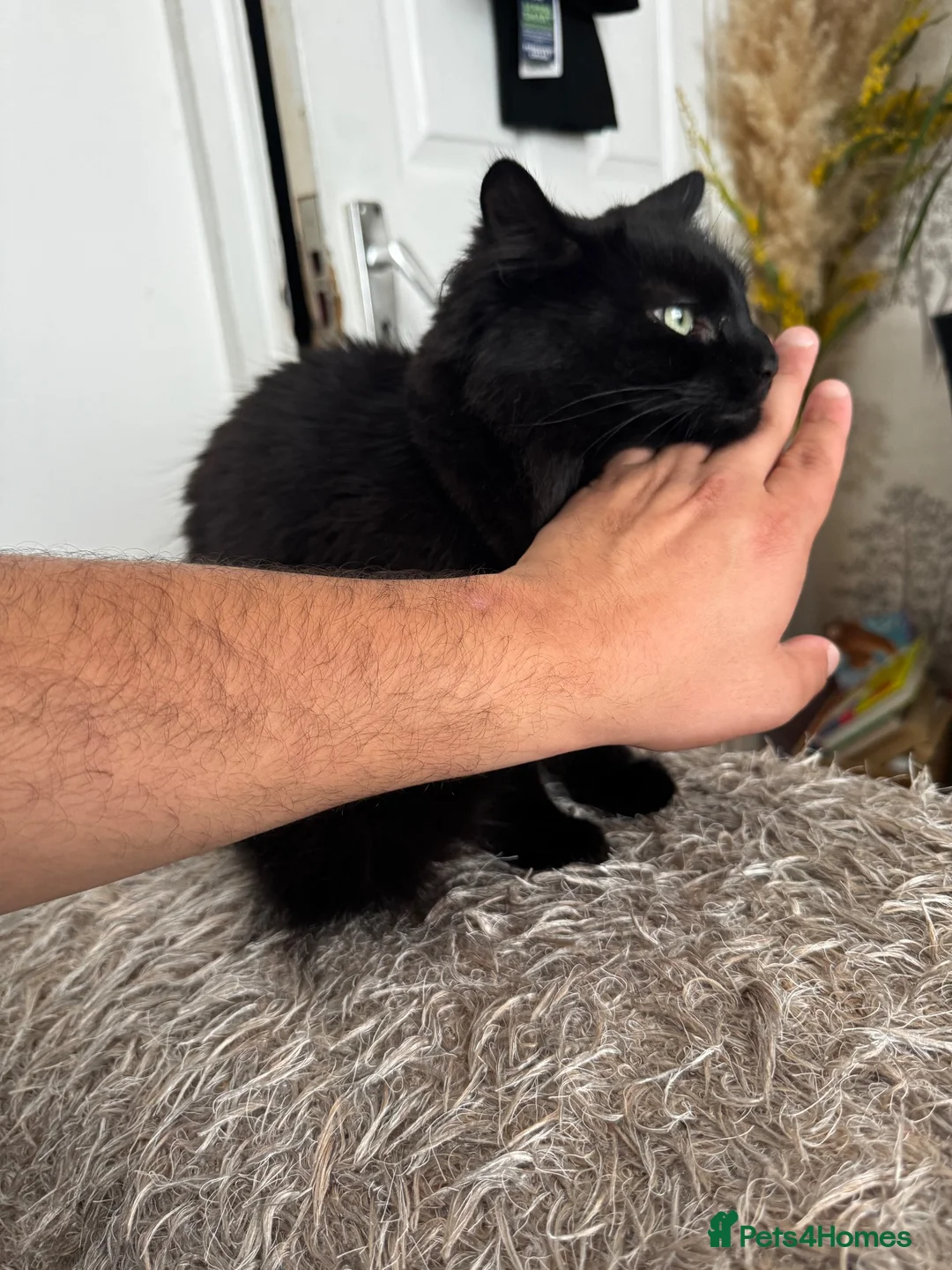Mixed Breed cats for sale: Adorable black female cat for adoption  in Manchester - Advert 4