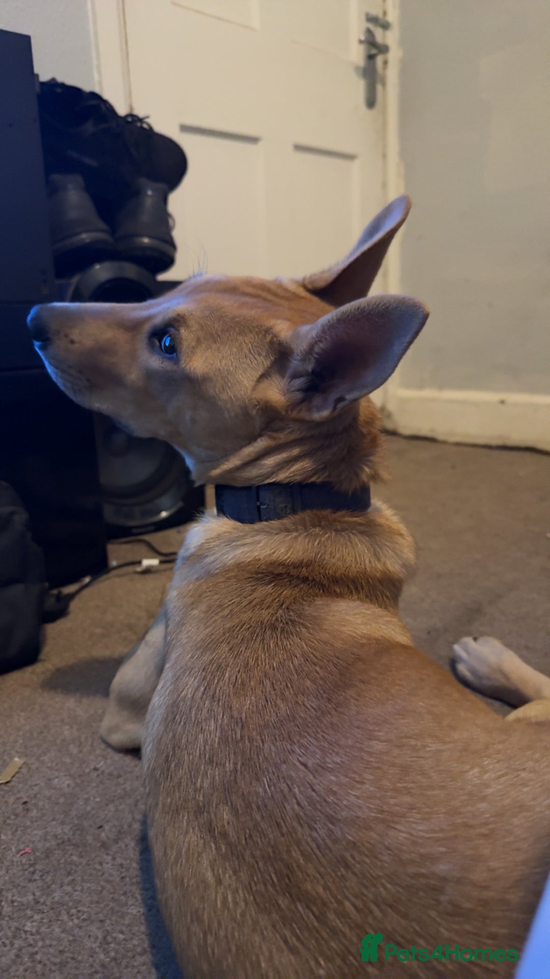 Mixed Breed dogs for sale: Lexi 7 Months old - Advert 5