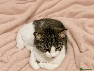 Mixed Breed cats Beautiful Kittens Ready for Loving Homes 🐾 - Advert 6