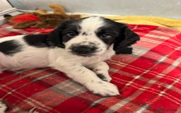 Cocker Spaniel dogs for sale: AMAZING COCKER SPANIEL PUPPIES READY NOW!  - Image 9