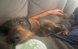 Dachshund dogs for sale: KC standard wire haired dachshund puppies (teckel) in Tiverton - Image 27