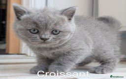 British Shorthair cats for sale: GCCF Registered British Shorthair Kittens for Sale - Image 10