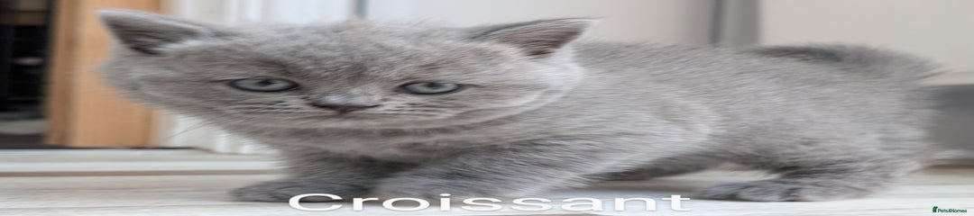 Croissant 