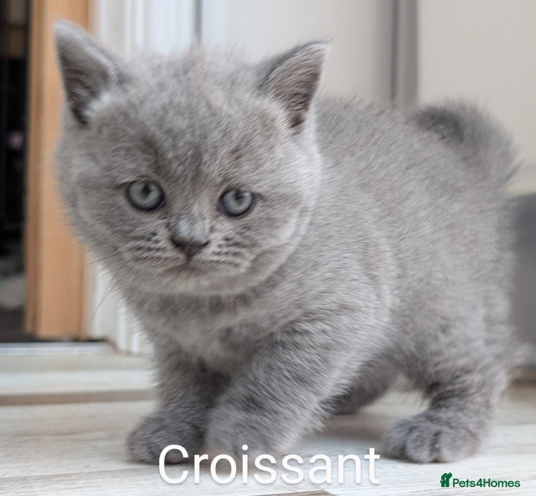 British Shorthair cats for sale: GCCF Registered British Shorthair Kittens for Sale - Image 10