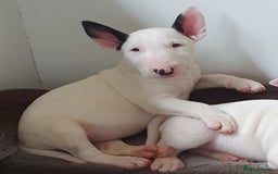 English Bull Terrier dogs for stud: Bull terrier at stud  fully health tested  - Image 16
