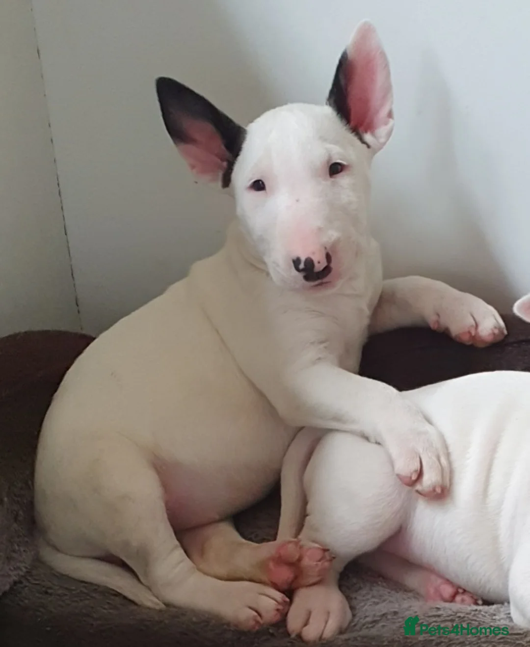 English Bull Terrier dogs for stud: Bull terrier at stud  fully health tested  - Advert 19