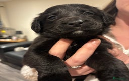 Mixed Breed dogs for sale: Lab/cockapoo cross - Image 3