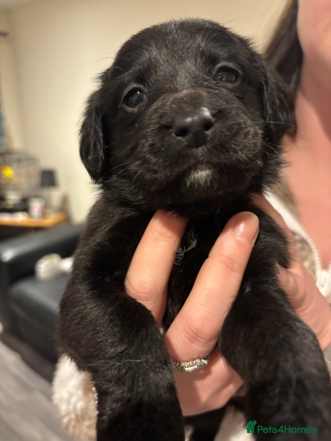 Mixed Breed dogs for sale: Lab/cockapoo cross - Image 3