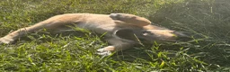 Irish Wolfhound dogs for sale: Irish wolfhound  - Advert 4