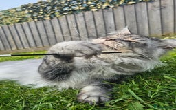 Maine Coon cats for sale: Our stunning boy kal - Image 3