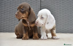 Dachshund dogs for sale: Stunning dachshund puppies  - Image 5