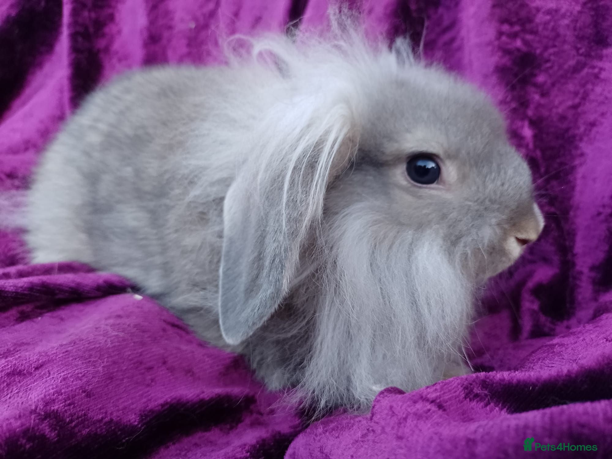 Mini Lion Lop rabbits Mini lion head lop  - Advert 2