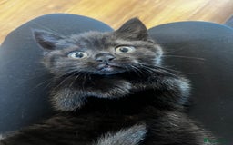 British Shorthair cats for sale: Dark chocolate british shorthair boy - Image 2