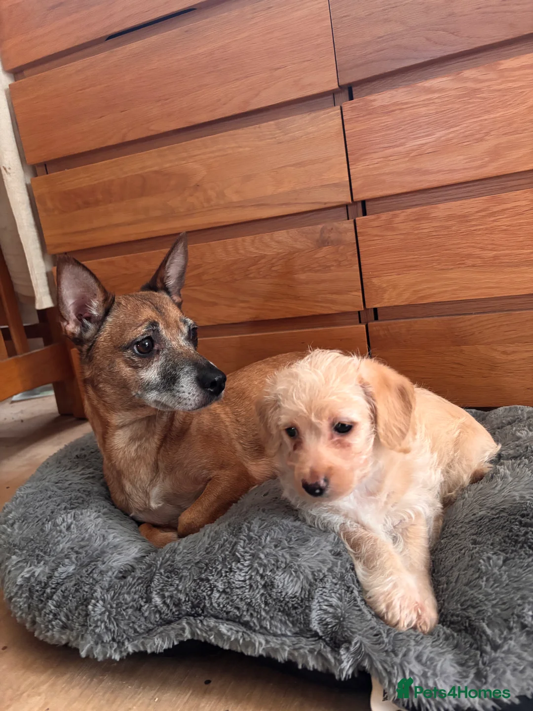 Mixed Breed dogs for sale: Puppy girl  - Advert 7