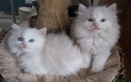 Ragdoll cats for sale: RAGDOLLS BICOLOUR BOY GIRLS BLUE EYES READY NOW  - Advert 34