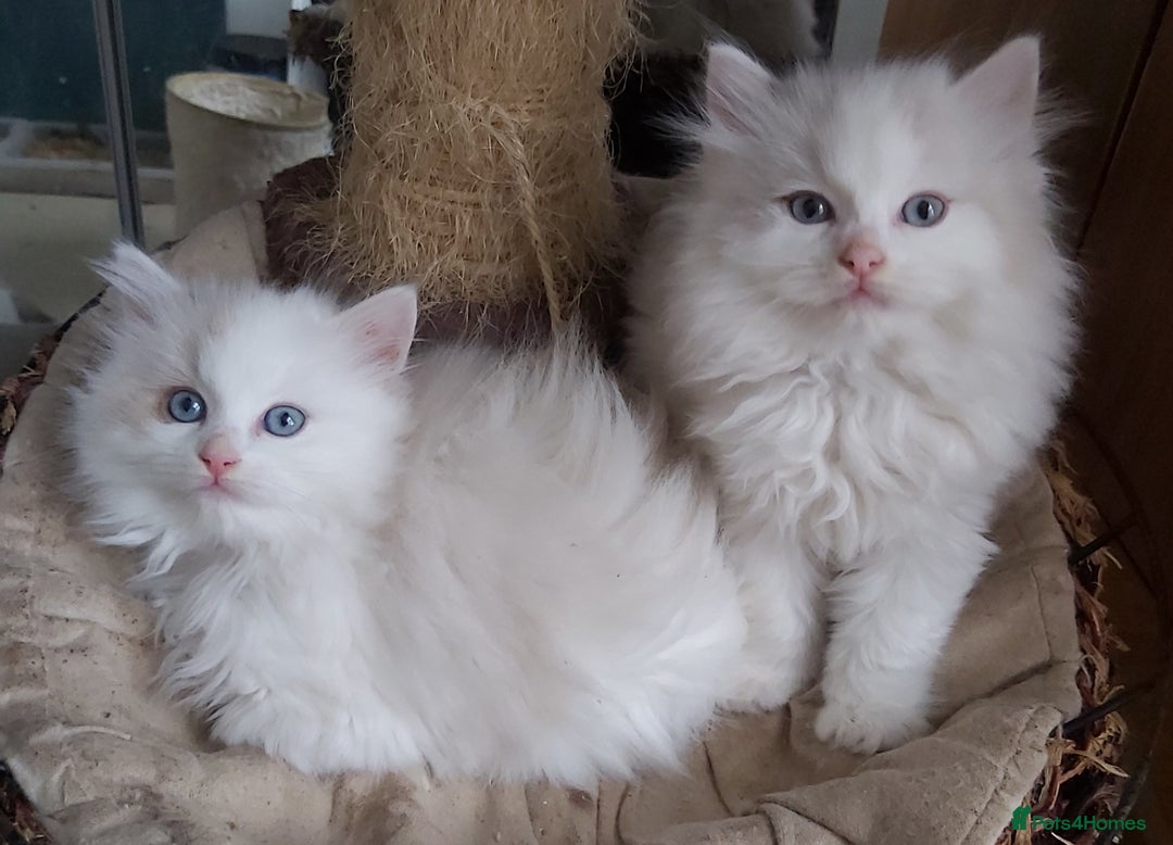 Ragdoll cats for sale: RAGDOLLS BICOLOUR BOY GIRLS BLUE EYES READY NOW  - Advert 34