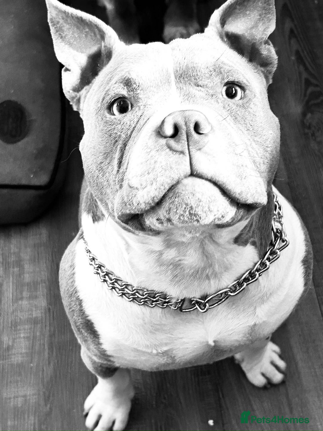 American Bully dogs for sale: American pocket bully bitch  - Advert 10