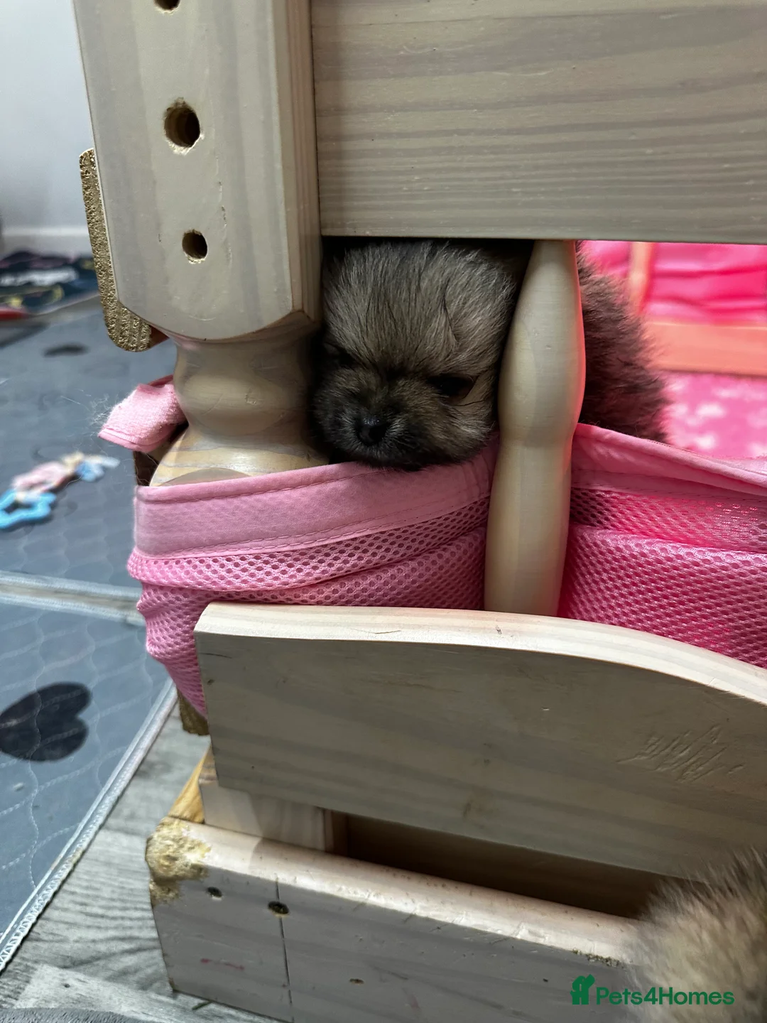 Pomeranian dogs for sale: GORGEOUS POMERANIAN PUPPIES!! 🐶🐶🐶 - Advert 22